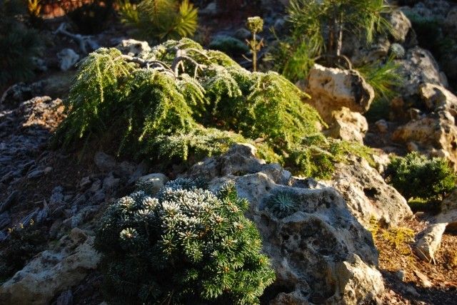 Abies lasiocarpa Toenis Vorst Tsuga canadensis Cole s Prostrate